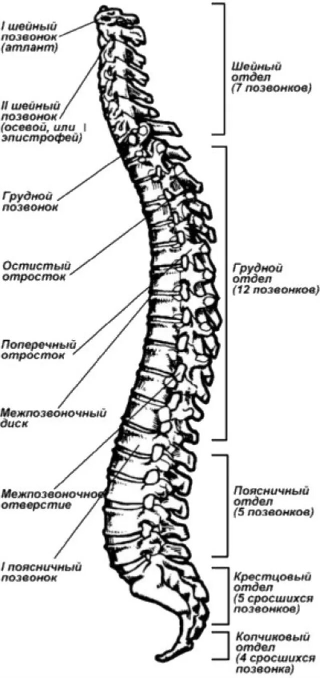 Отличие отделов позвоночника. Позвоночник строение анатомия грудной отдел. Строение позвоночника человека схема с обозначениями. Схема позвонков грудного отдела позвоночника. Позвоночник рисунок анатомия с обозначениями.