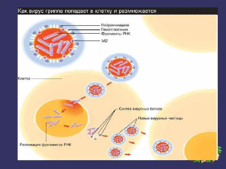 Размножение вируса гриппа. Размножение вирусов в биологии кратко. Стадии попадания вируса в организм.