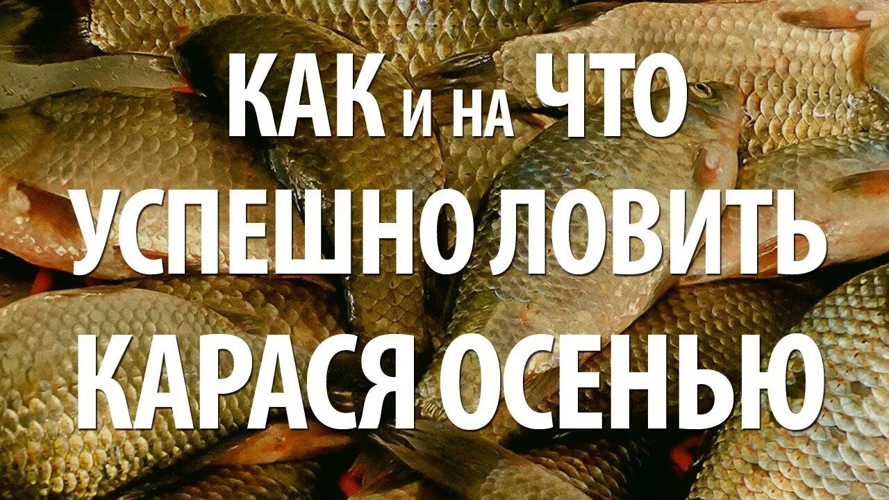 Рыбалка на карася: поведение и места ловли * Мега Рыбак