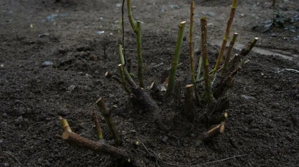 Как омолодить куст розы. Как омолодить розу. как раскрыть розу.