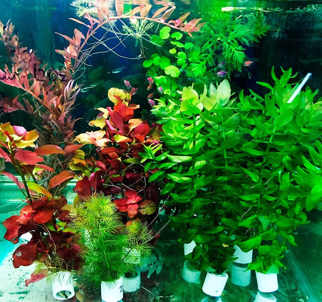 роголистник аквариум акваскейп. лучшие живые растения для аквариума.