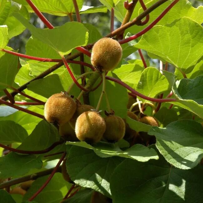 Актинидия доктор Шимановский. Актинидия деликатесная. Actinidia chinensis. Актинидия фото.