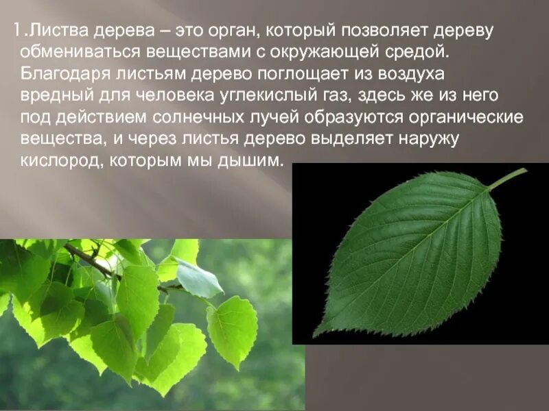 Вещество в листьях деревьев