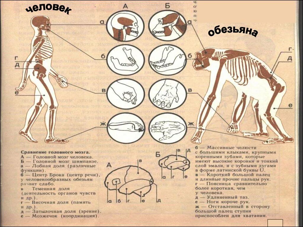 Изменение таза в ходе эволюции