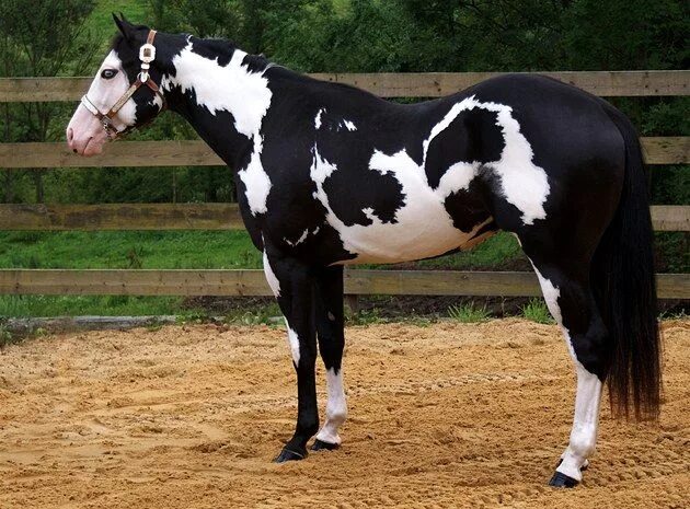 Black Tobiano Paint Horse Horses Pinterest Hästar
