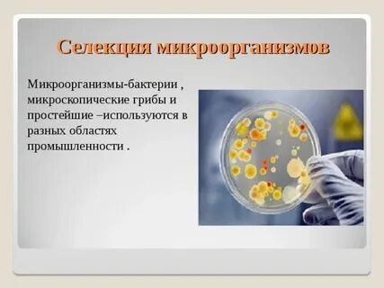 Этапы селекции микроорганизмов