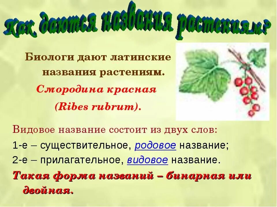 Название растений из двух слов. Видовые названия растений. Двойные названия растений. Латинские названия растений. Бинарные названия растений примеры.