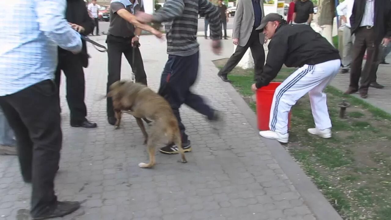 Нападение питбуля на человека. Нападение питбуля на собаку. Нападение собак видео