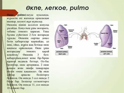 Өкпе тыныс алу