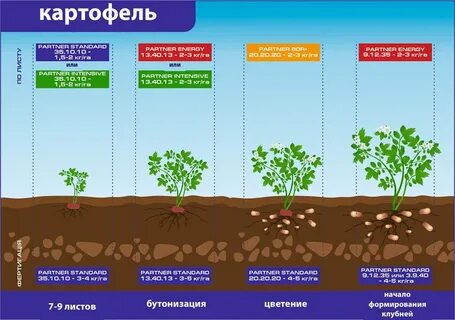 Внедрение более производительных технологий выращивания картофеля