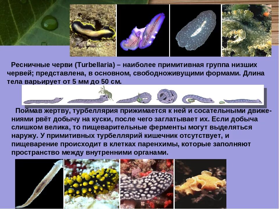 Класс ресничные форма тела. Тип плоские черви класс ресничные черви 7 класс. общая характеристика ресничных плоских червей 7 класс. свободноживущие ресничные черви. характеристика типа плоские черви. ресничные черви.