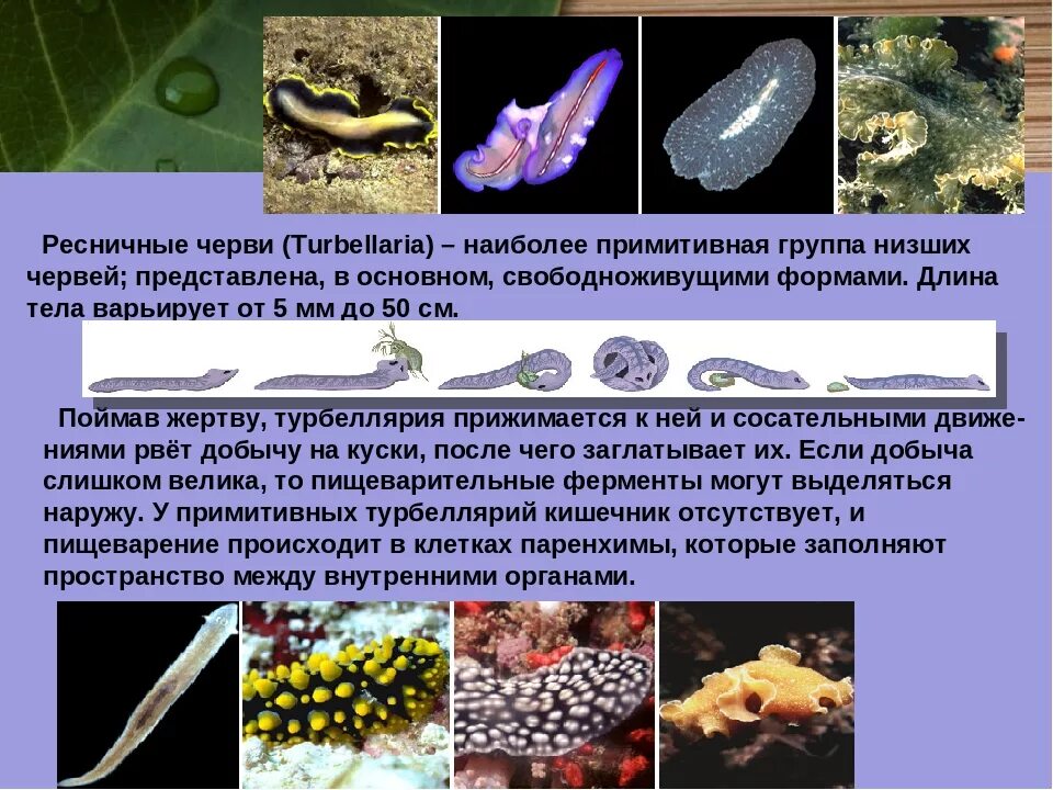 Система ресничных червей. Тип плоские черви класс Ресничные черви 7 класс. Общая характеристика ресничных плоских червей 7 класс. Turbellaria (Ресничные черви). Свободноживущие Ресничные черви.
