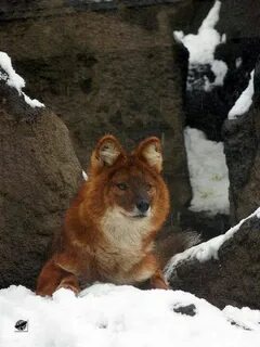 Корейский волк