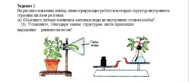 Опыт изображенный на рисунке служит доказательством биология. Опыт изображенный на рисунке. В изображенном на рисунке опыте экспериментатор. Опыт показывающий испарение воды растениями. Какой процесс показан на р сунке.