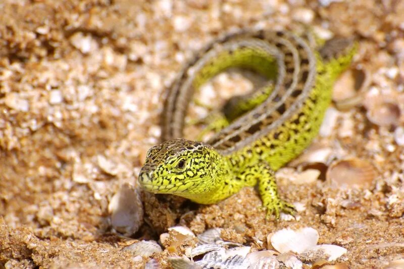 Прыткая ящерица. Lacerta Agilis. Ящерица обыкновенная прыткая. Красная прыткая ящерица.