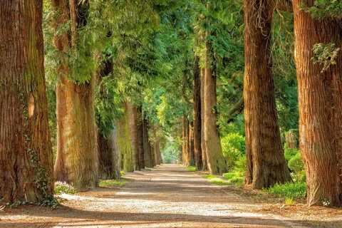 Картинки парк лес