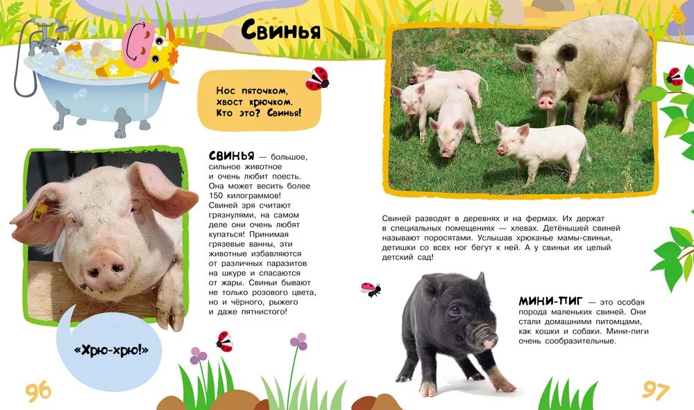 Рассказ свинки. Интересное о домашних животных для детей. Описание домашних животных. Домашние животные с описанием для детей. Описание домашних животных для детей.