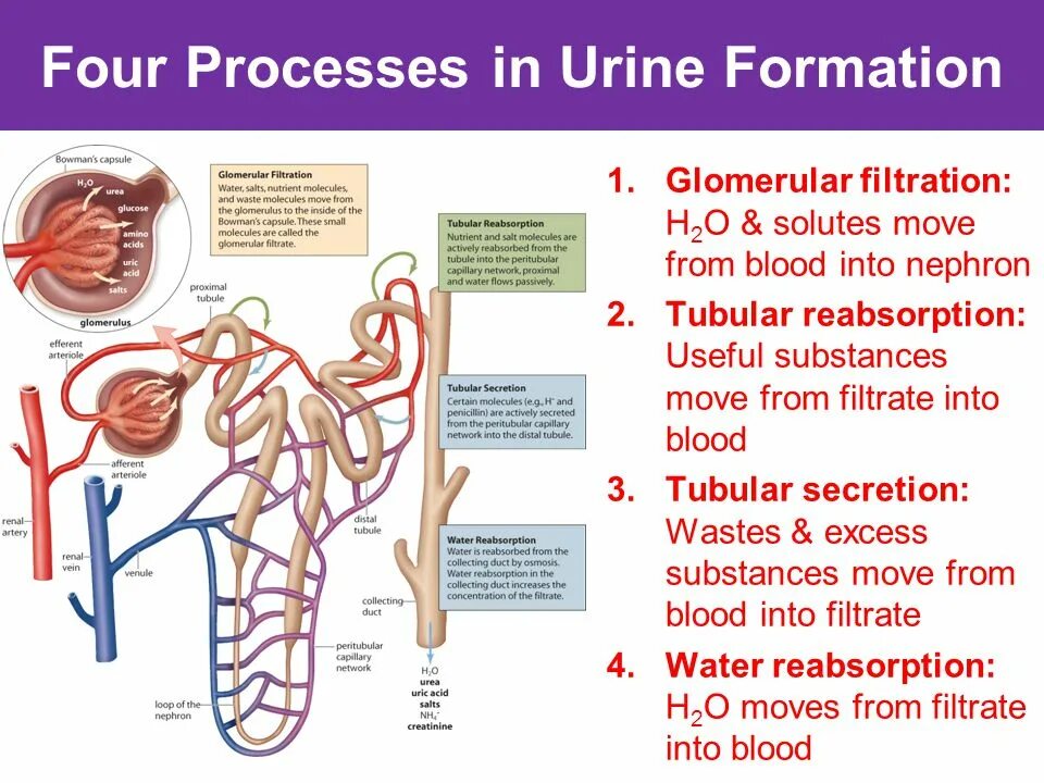 Involved in the process of. Urine formation. nephron and urine formation. secretion of the nephron. glomerular filtration норма.