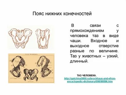 В связи с прямохождением у человека
