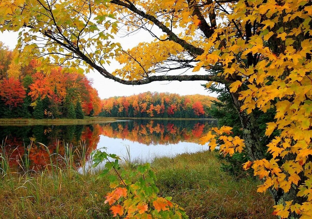 Багряная пора. Багряная пора. Багряный осенний лес. Золотая осень. Багряная пора.