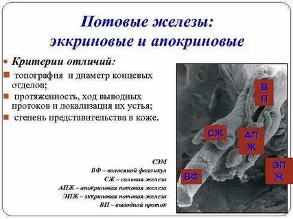 Потовой проток