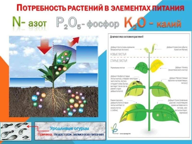 Роль элементов в растениях. Таблица азот фосфор калий. Влияние микроэлементов на растения. Влияние макроэлементов на растения. Макроэлементы для растенсй.