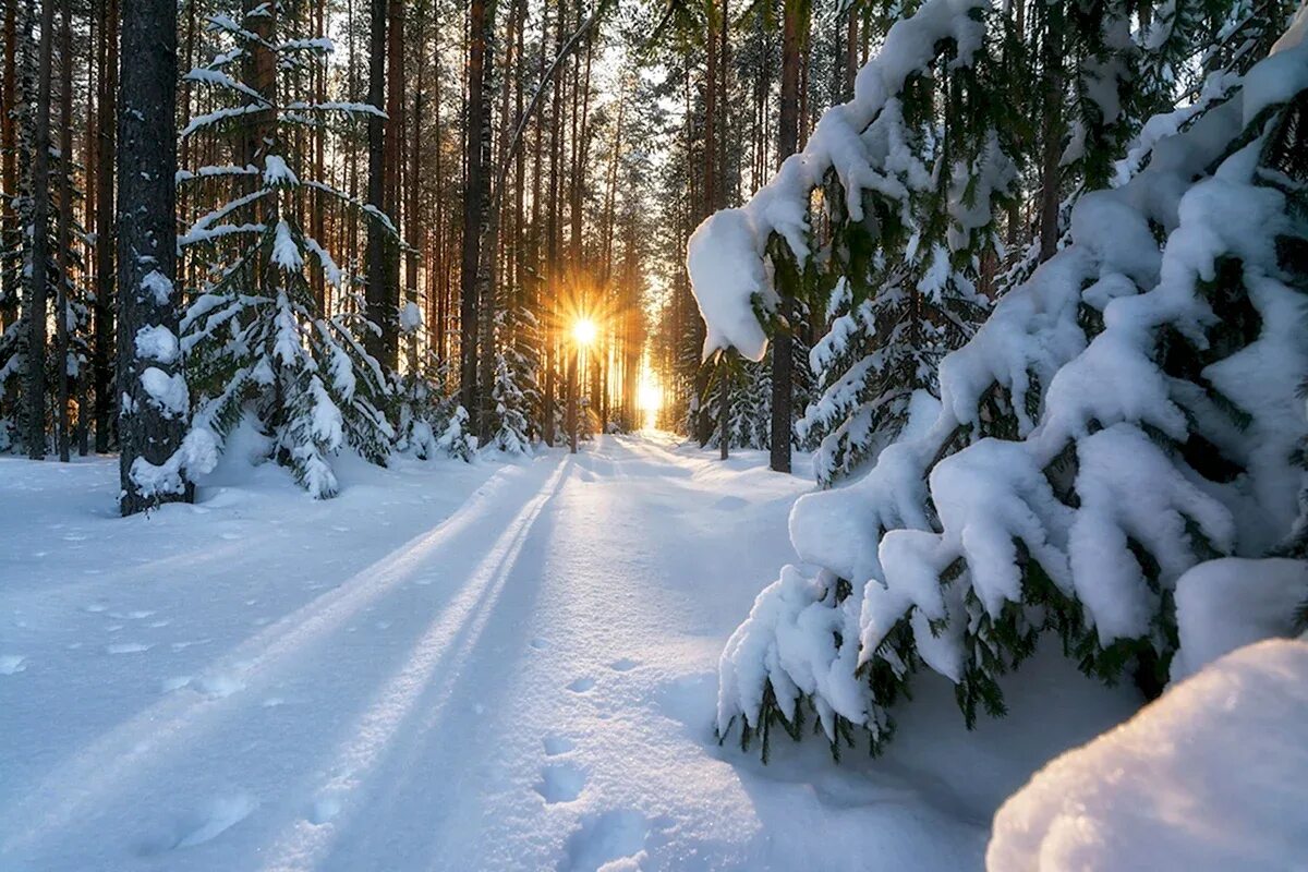 Светло в зимнем лесу. Зима. Зимний лес. Зимняя природа. Красивый зимний лес.