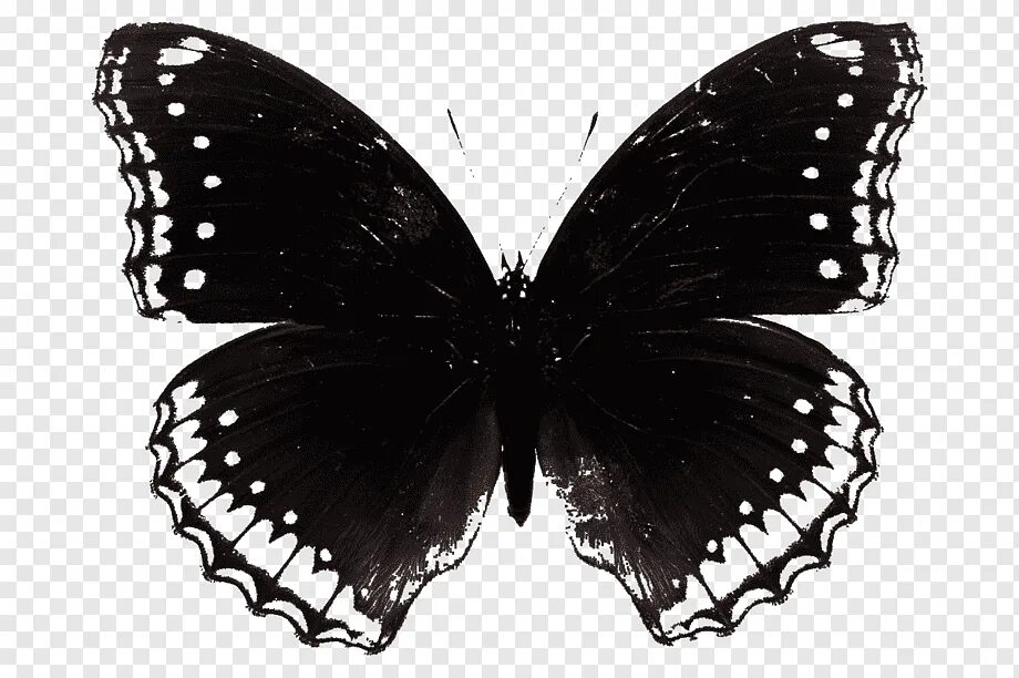 Бабочка черный глянец. Черный Махаон (Black Swallowtail). Махаон (бабочка). Бабочка Баттерфляй Блэк. Бабочка черно белая.