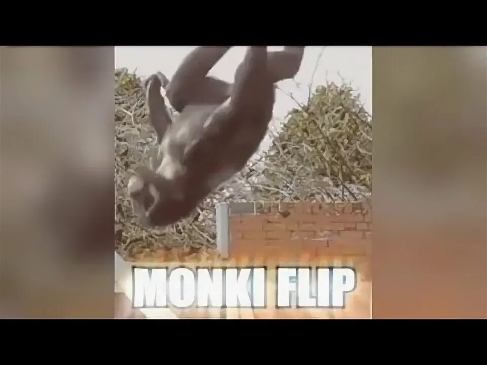 Собака делает сальто мем Flying pug-dog