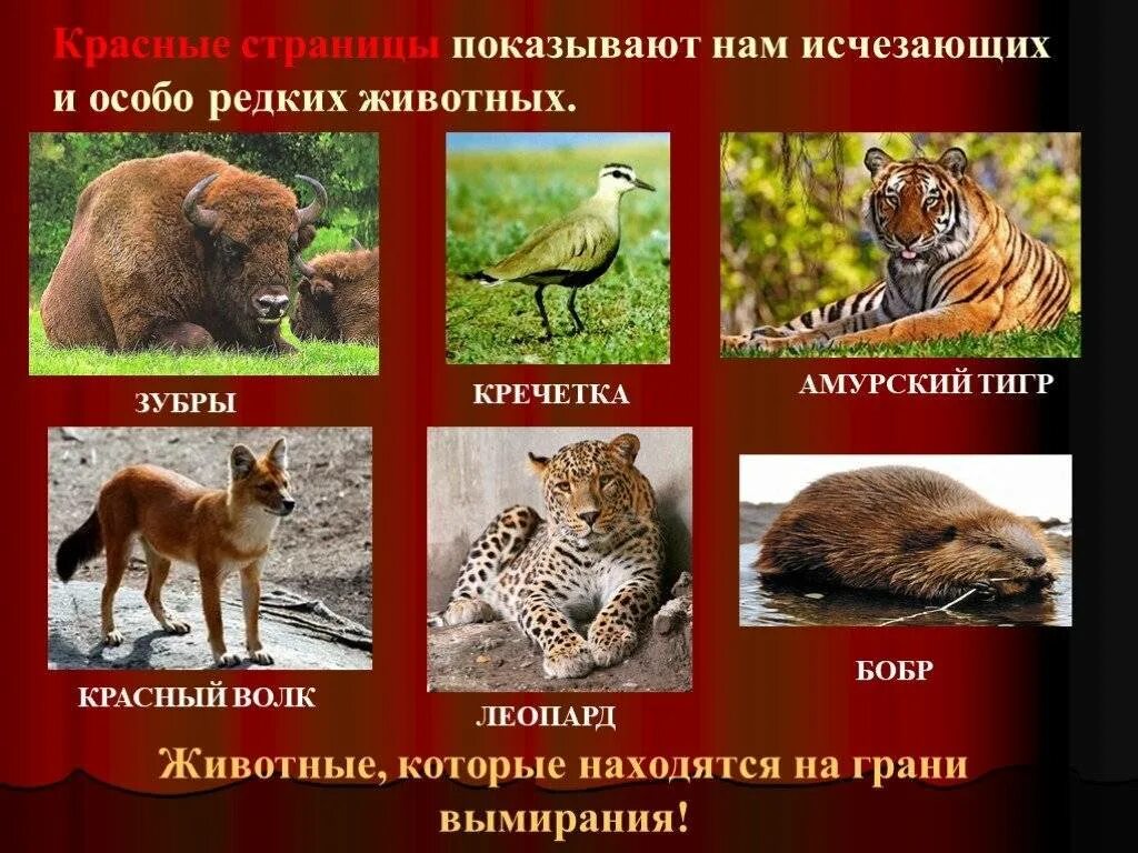 Красная книга россии животные названия