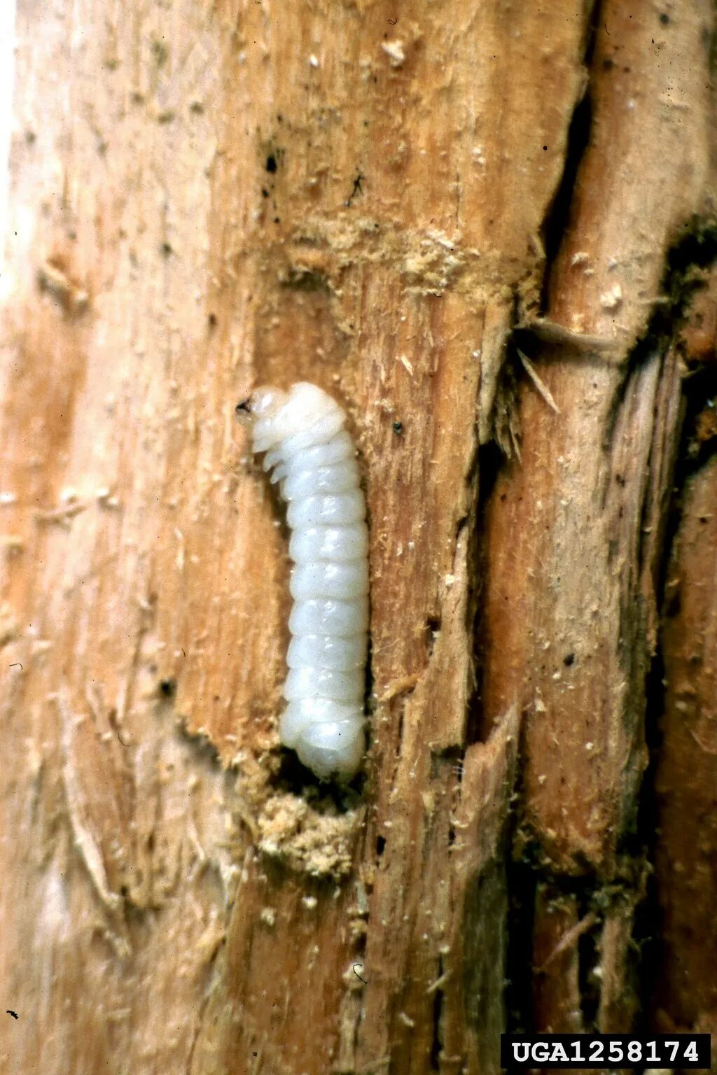 Большие личинки в дереве. Рогохвост Urocerus Gigas. Большой Сосновый рогохвост личинка. Еловый рогохвост. Рогохвост гигант – Urocerus Gigas.