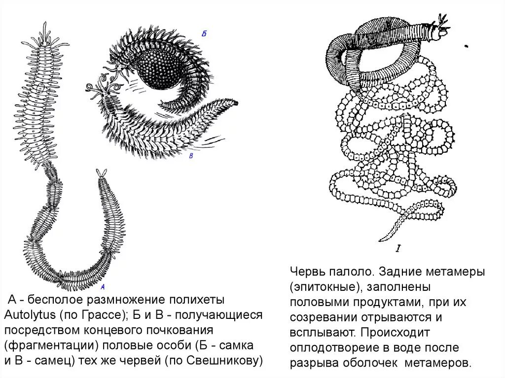 Кольчатые черви половая. Полихеты черви строение. Размножение многощетинковых червей схема. Размножение кольчатых червей. Вегетативное размножение кольчатых червей.