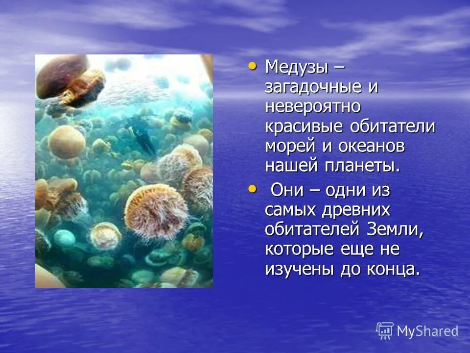 Интересные факты о медузах. Медуза презентация. Медуза презентация. Медуза презентация. Медузы презентация.