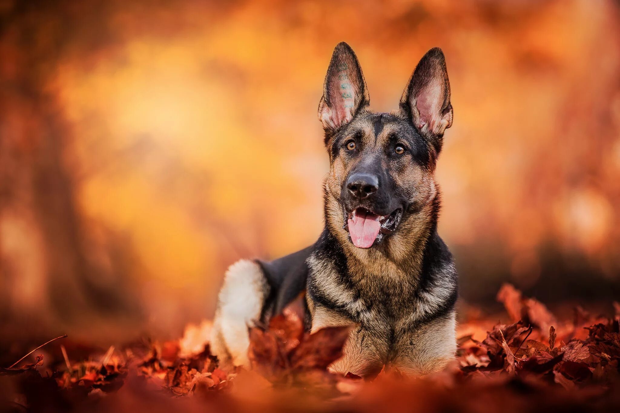 Собака на немецком. German Shepherd немецкая овчарка. Пёс немецкая овчарка. Немецкая овчарка 4 к. Немецкая овчарка Бадди.