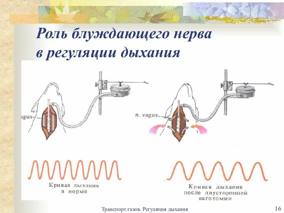 Регуляция блуждающего нерва. Роль блуждающего нерва в механизме нормального дыхания. Роль блуждающего нерва в регуляции дыхания. При перерезке блуждающих нервов дыхание. Регуляция дыхания блуждающим нервом.