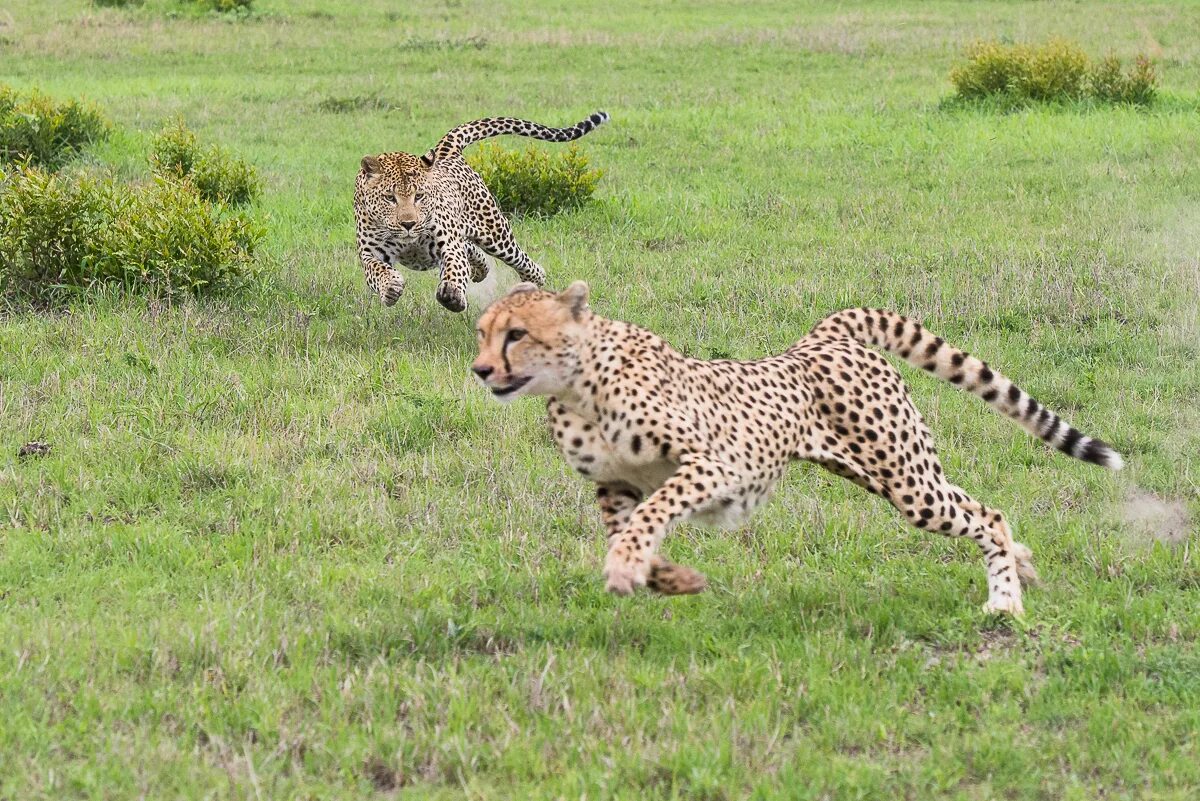 Leopards run runs fast