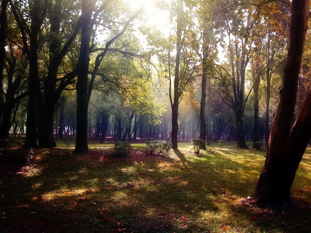 Аллея парк солнечный. Пейзаж аллея. Аллея солнце. Аллея солнце. Платановая аллея краснодар.