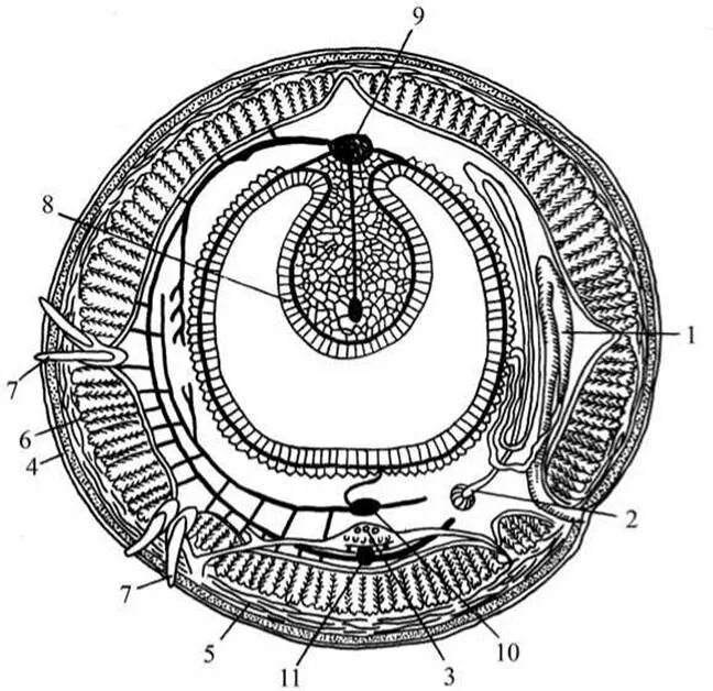 Кольцевые черви полость тела. Поперечный разрез олигохет. Поперечный разрез малощетинкового червя. Поперечный срез дождевого червя. Поперечный разрез тела дождевого червя.