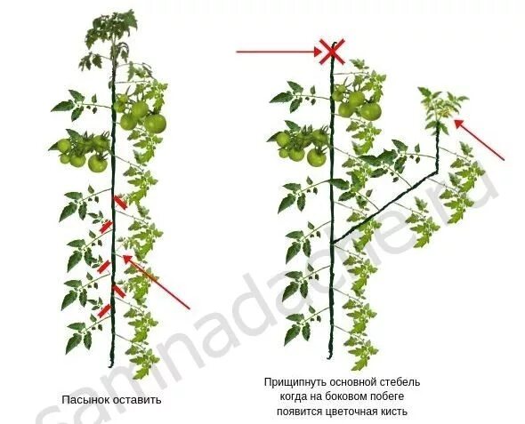 Схема пасынкования томатов. Помидоры пасынкование и прищипывание. Пасынкование помидор. Помидоры пасынкование и прищипывание схема.
