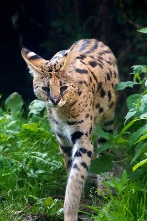Отели рядом с Ponderosa Zoo, Heckmondwike - Tripadvisor