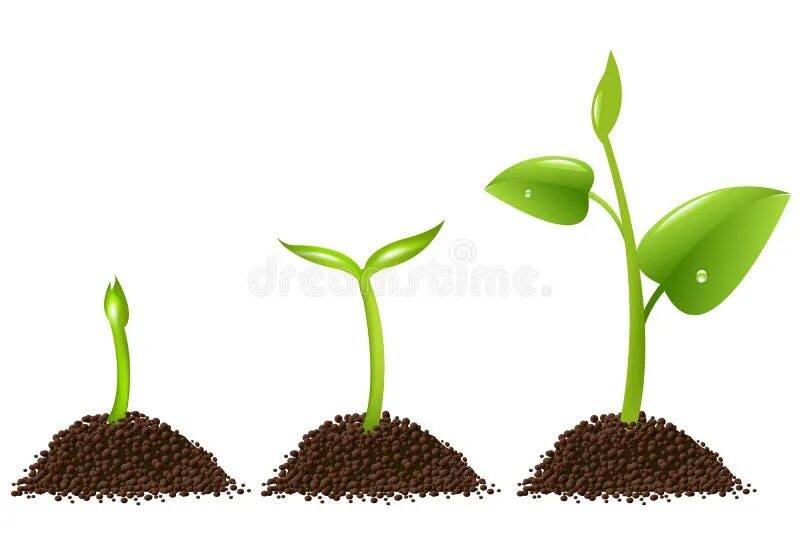 Прорастание растений для детей. Plant growing is. Росточек растет. Plants in ground. Plant growing is.