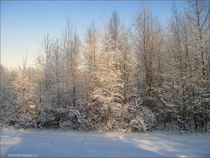 чародейкою зимою околдован лес. зима - чародейка. околдованный лес. тютчев чародейкою зимою. околдованный зимний лес.