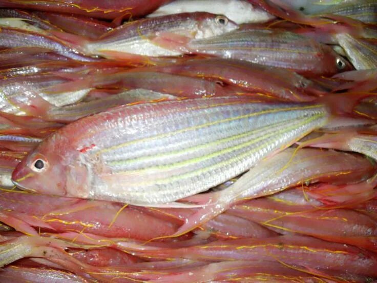 Как выглядит рыба сурими golden threadfin bream tradekorea
