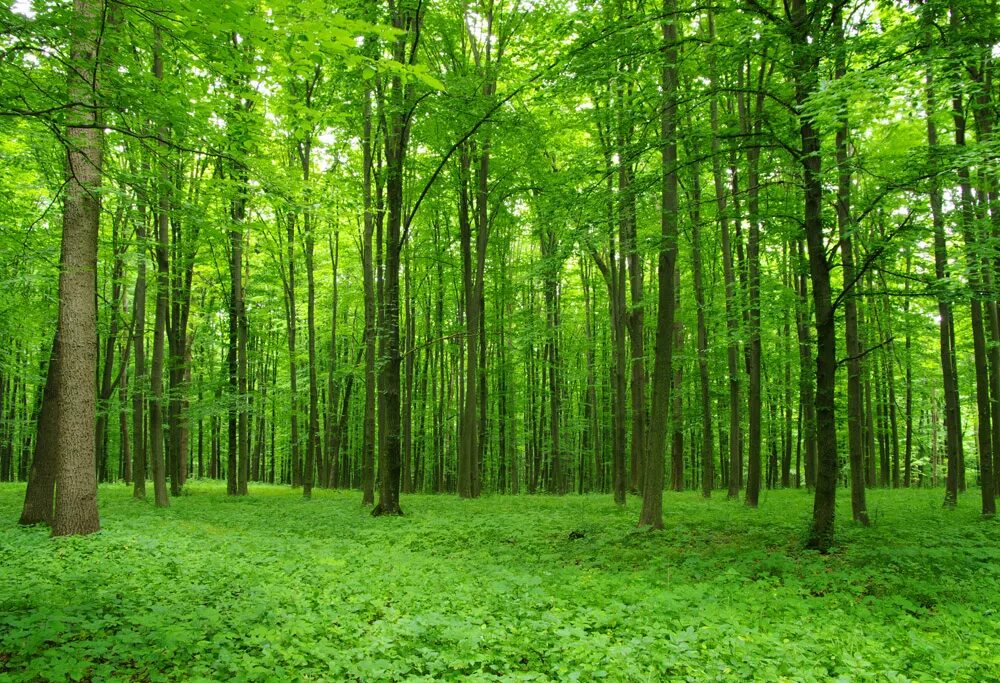 Широколиственный лес деревья. Широколиственный лес России. Широко лиственнный лес. Шитроколиственые Лесса России.