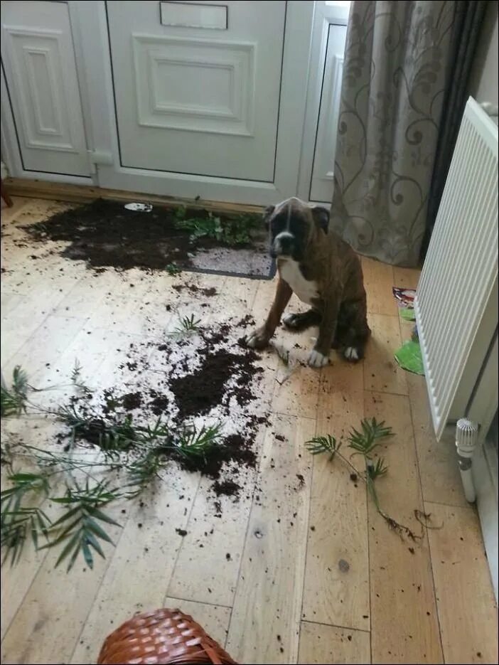 Собаки и кошки нашкодили. Демонтаж стен и перегородок. Собака беспорядок в квартире. Как сделать так чтобы оставили дома. Нашкодивший щенок.