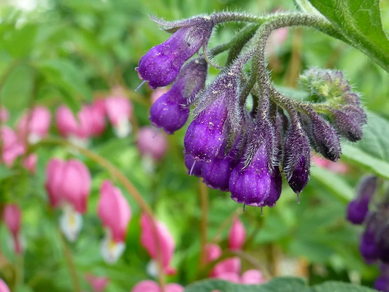 Окопник (Symphytum)