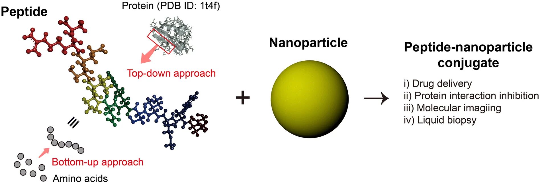 Пептиды иконка. Пептиды как выглядят. Protein Nanoparticles. Peptides цветок.