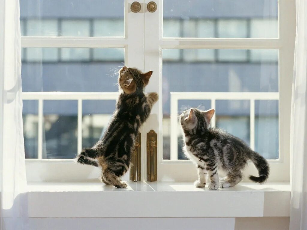 Кошки в окне купить в москве. Котик на подоконнике. Кошка на подоконнике. Кот на окне. Котик у окна.