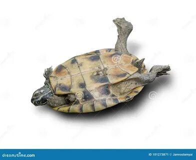 Лежащая черепаха