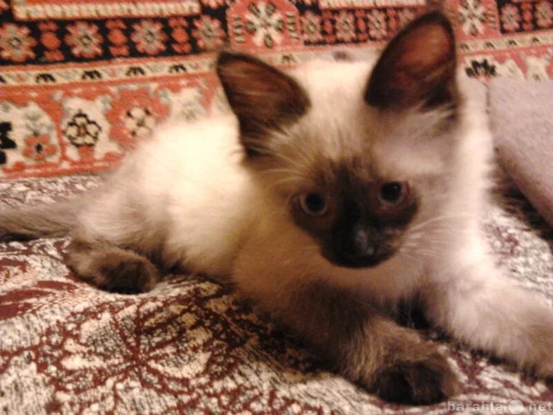 Отдам сиамского котенка. Отдам сиамского котенка. Кошки даром. Отдам сиамского котенка. Котики кызыл в добрые руки.